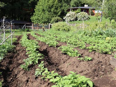 Alojamiento Pucon con comida organica