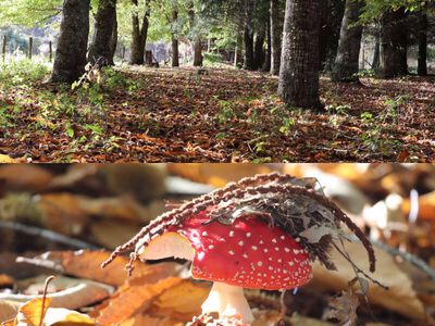 Chilean Forest with mushrooms - Lodging and Accomodation in Pucon