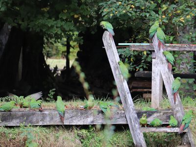 Parrots live in Landhaus Park Chile Pucon