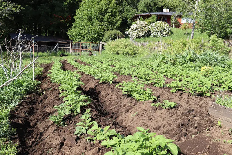 Biologischer Gemüsegarten im Landhaus San Sebastián